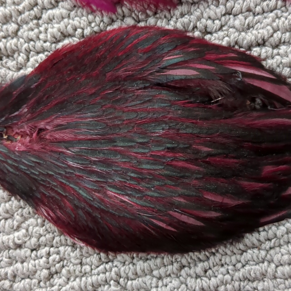 Authentic Feather Collection - Picture 3 of 9